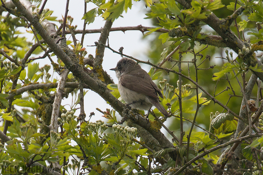 Lesser Whitethroat