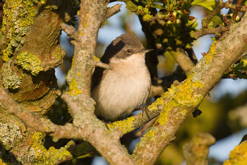 Lesser Whitethroat