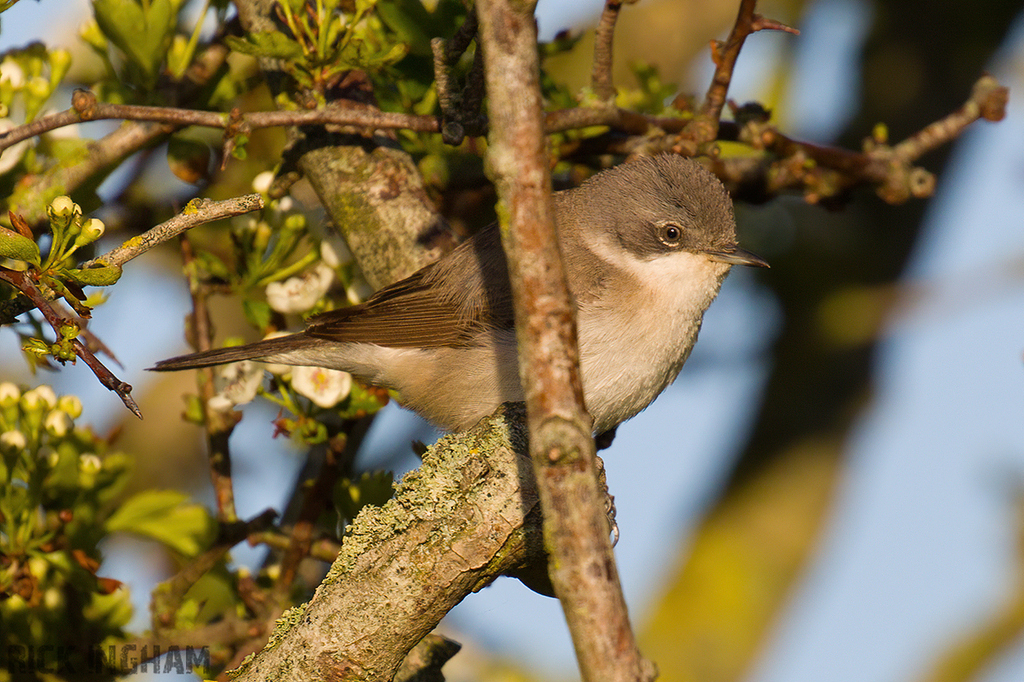 Lesser Whitethroat