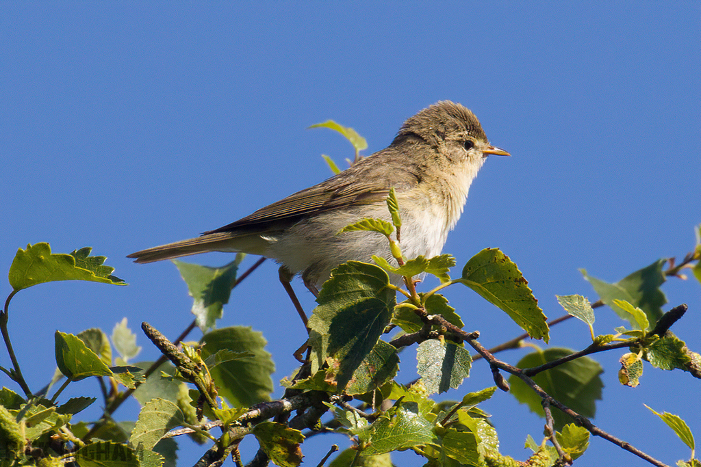 Willow Warbler