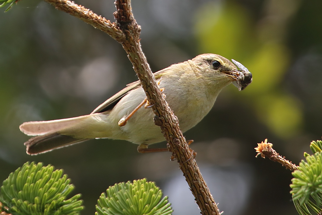 Willow Warbler