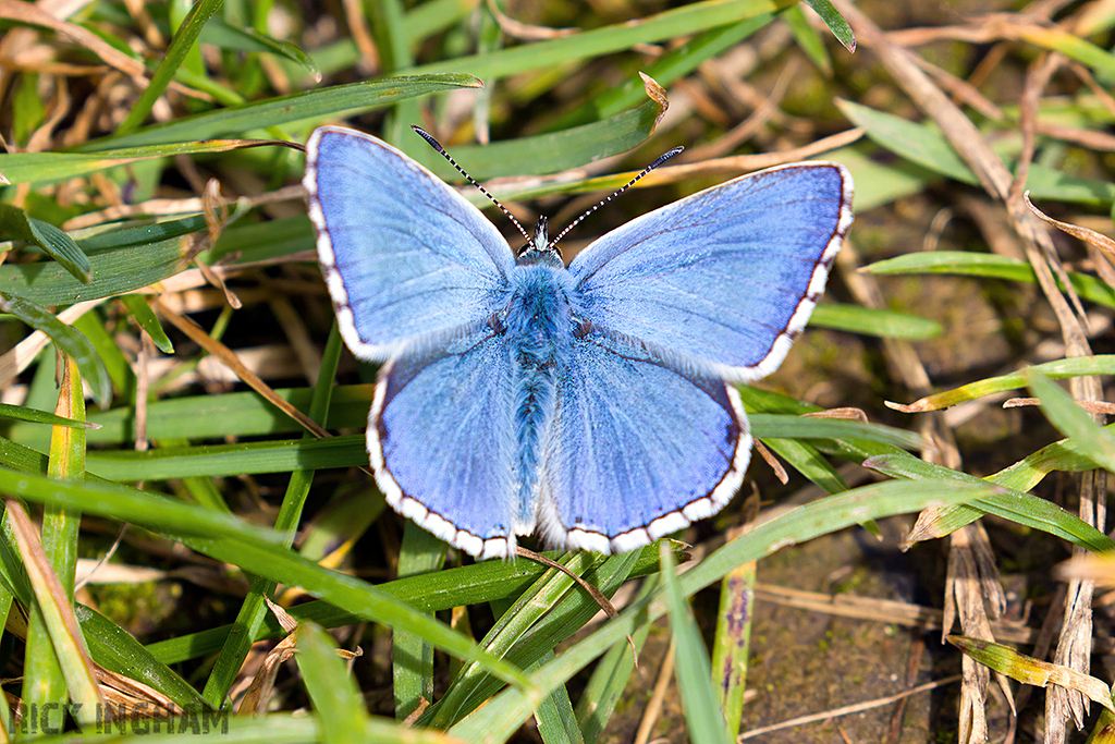 Adonis Blue Butterfly | Male