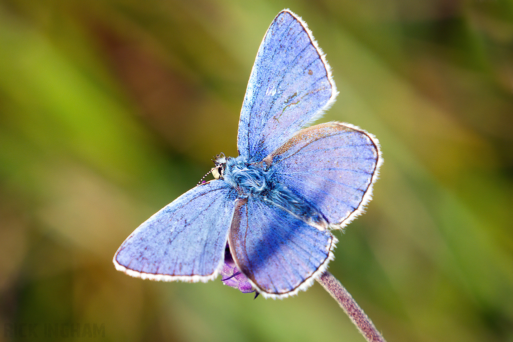 Adonis Blue Butterfly | Male