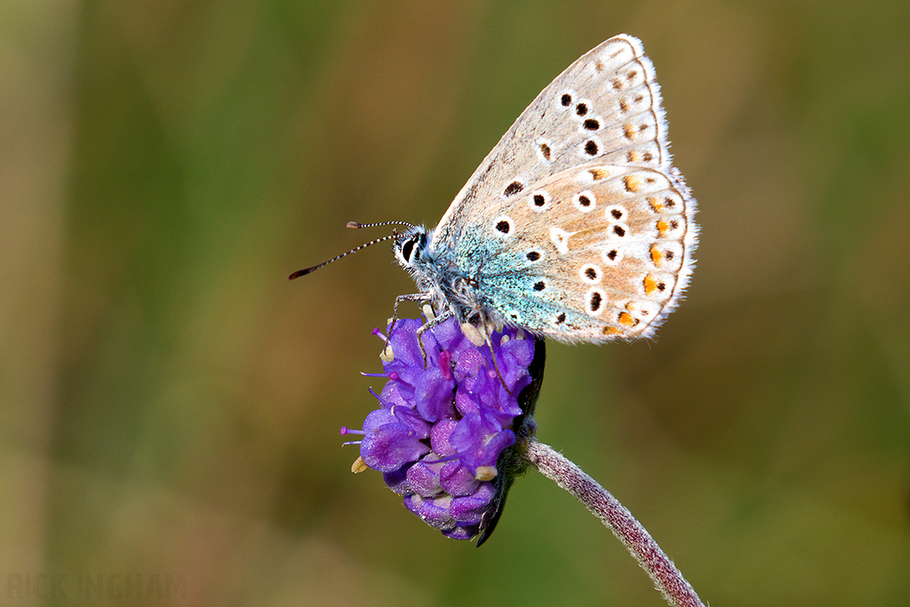 Adonis Blue Butterfly | Male