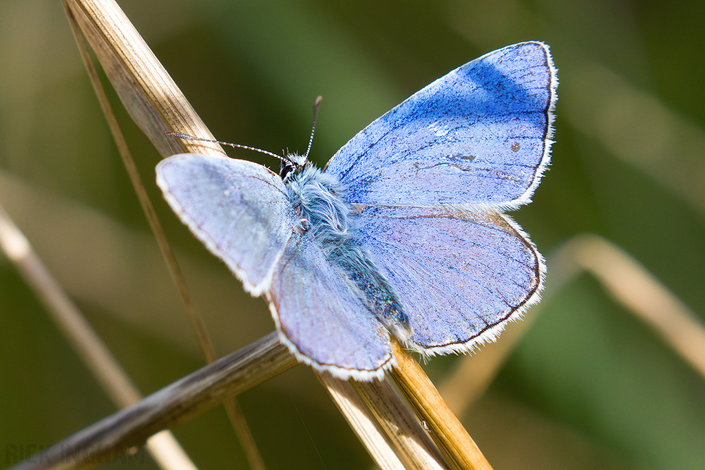 Adonis Blue Butterfly | Male