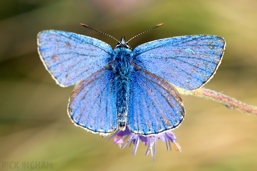 Adonis Blue Butterfly | Male