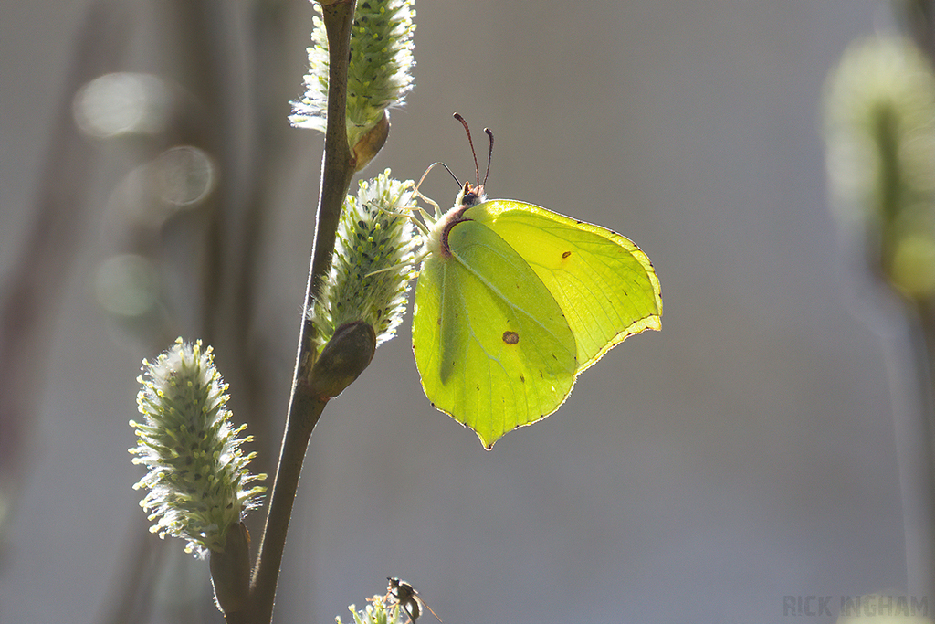 Brimstone Butterfly