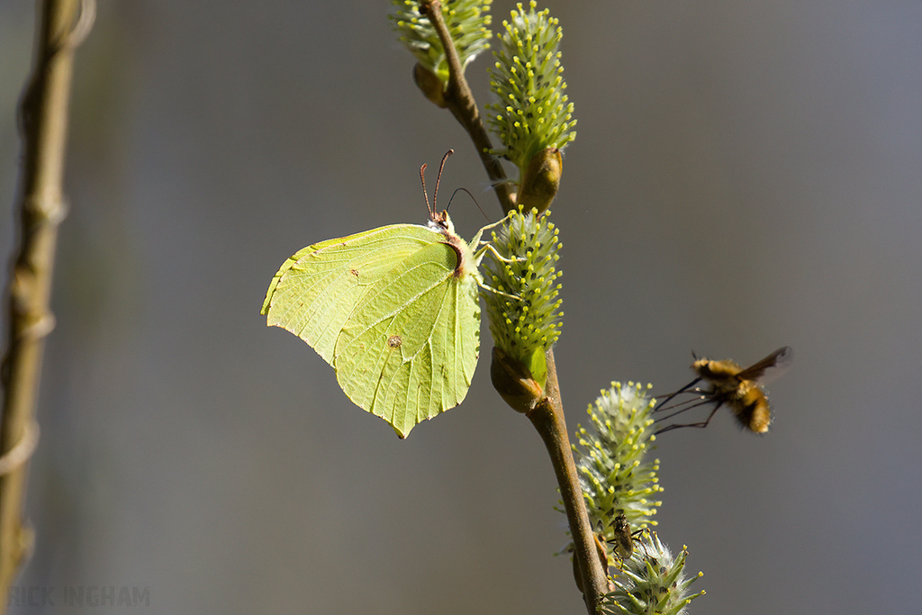 Brimstone Butterfly