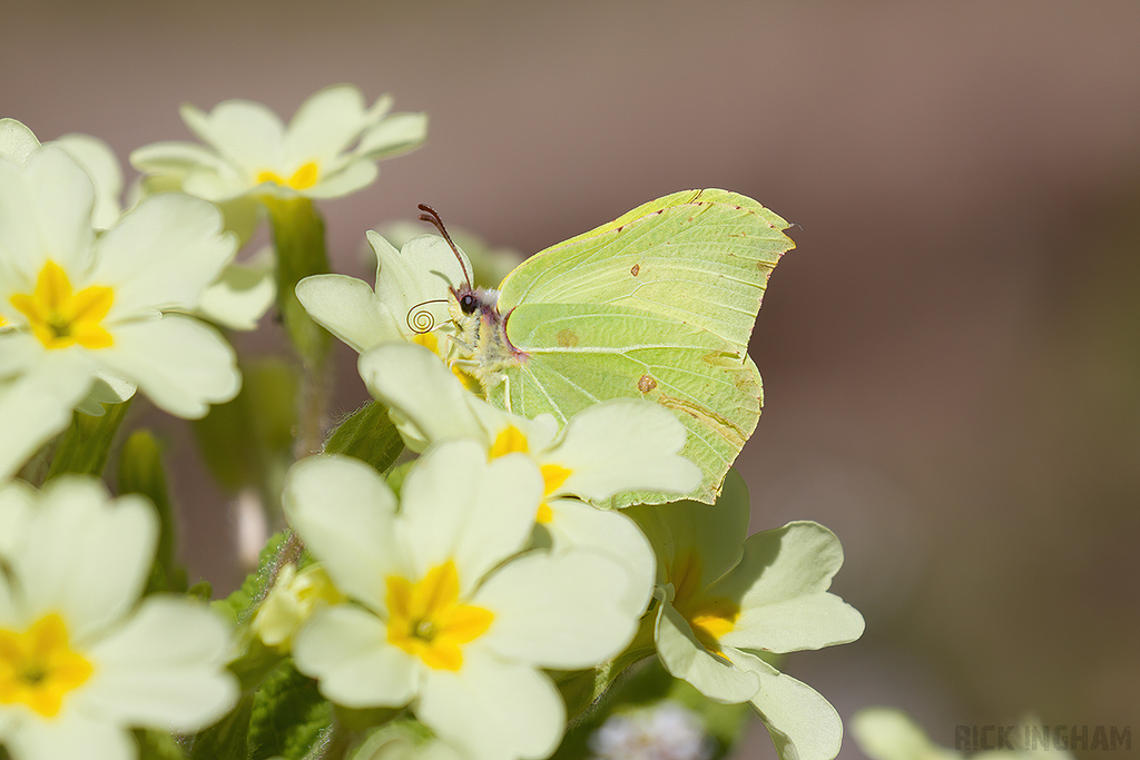 Brimstone Butterfly