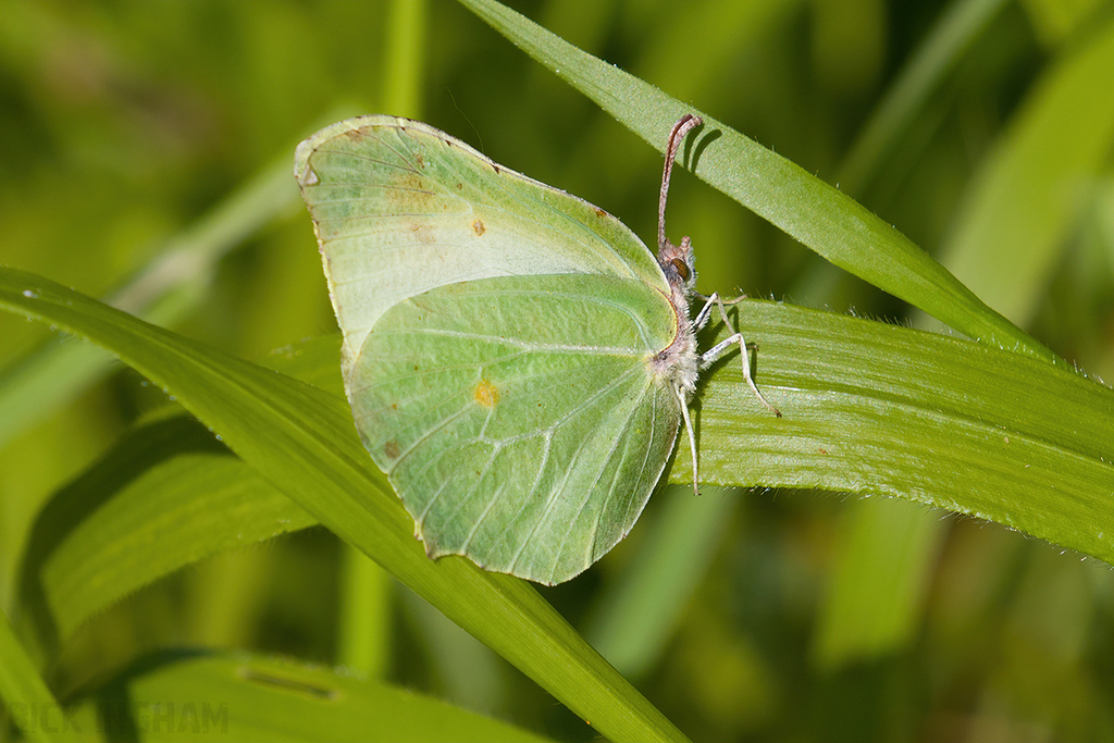 Brimstone Butterfly