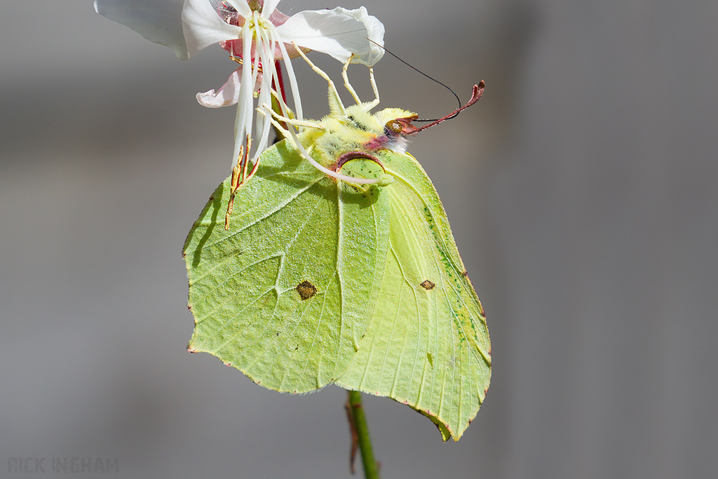 Brimstone Butterfly