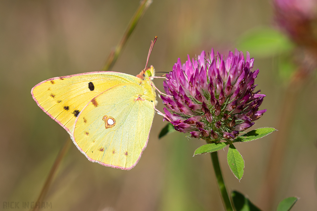 Clouded Yellow Butterfly