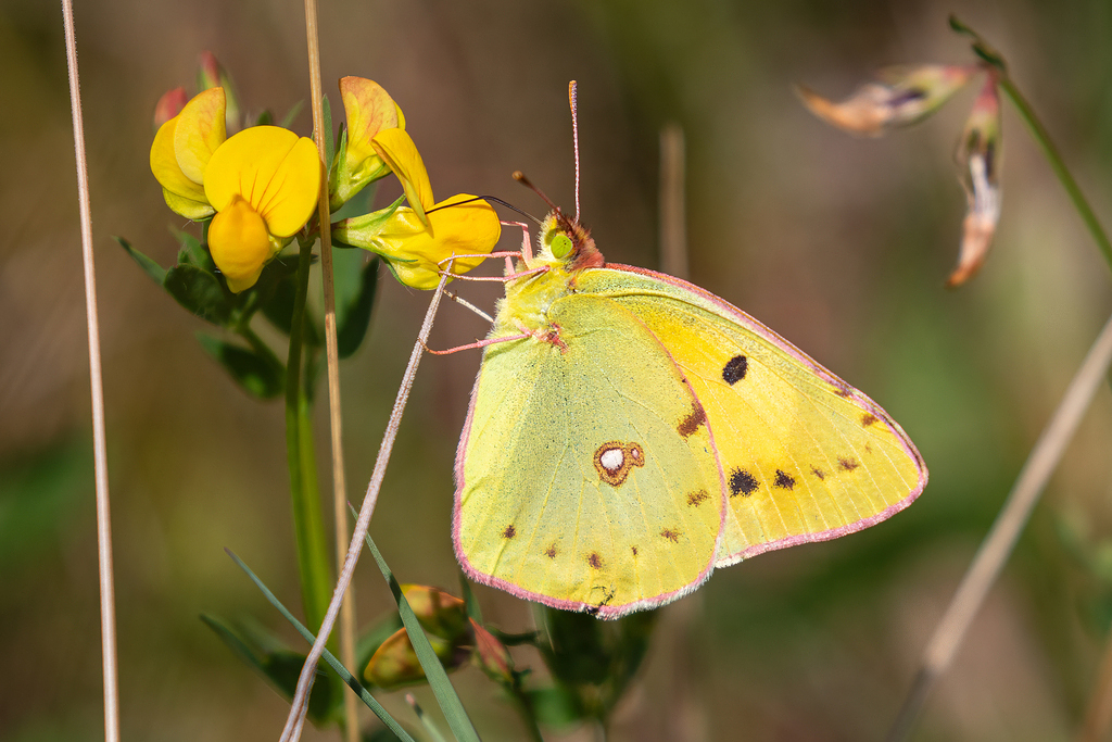 Clouded Yellow Butterfly