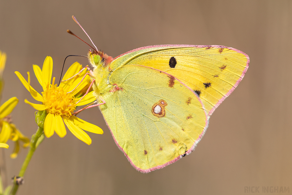 Clouded Yellow Butterfly