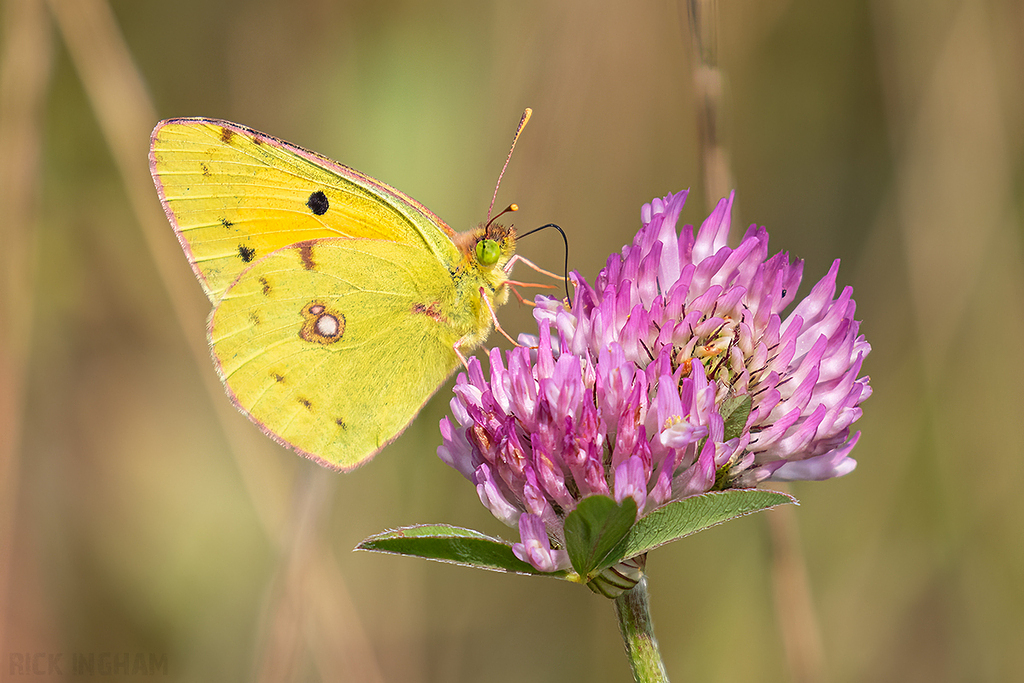Clouded Yellow Butterfly