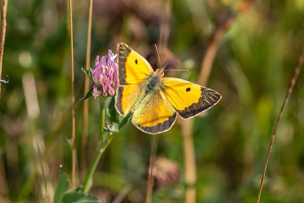 Clouded Yellow Butterfly