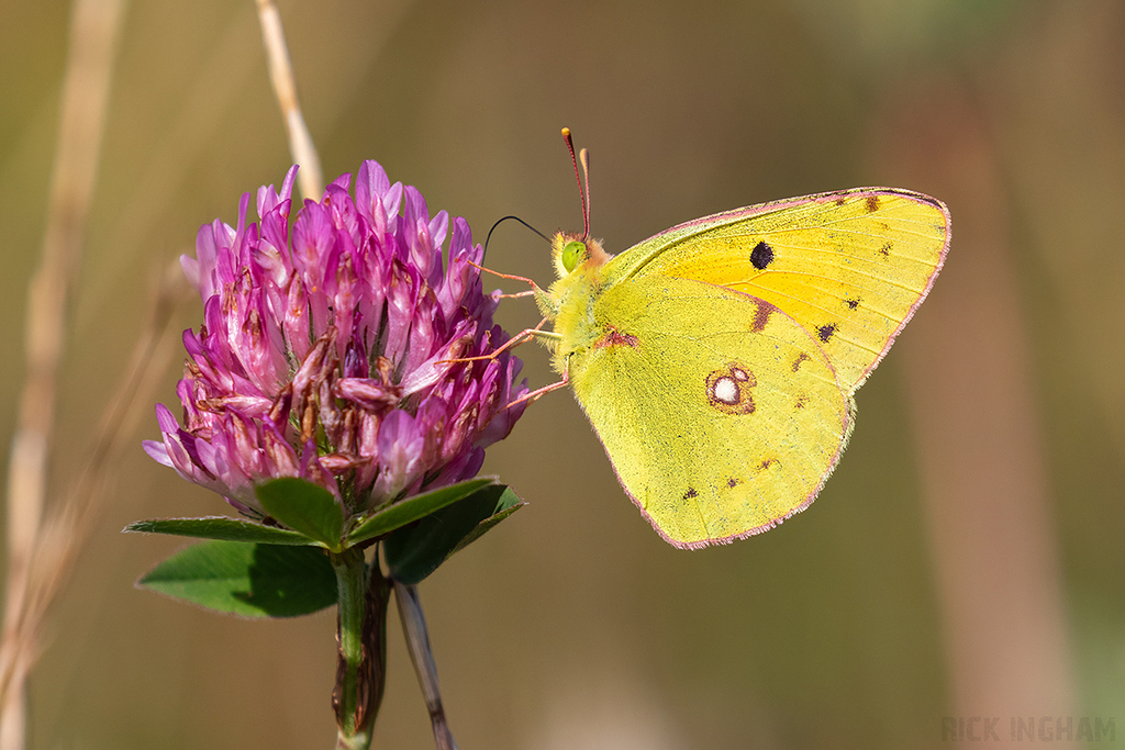 Clouded Yellow Butterfly