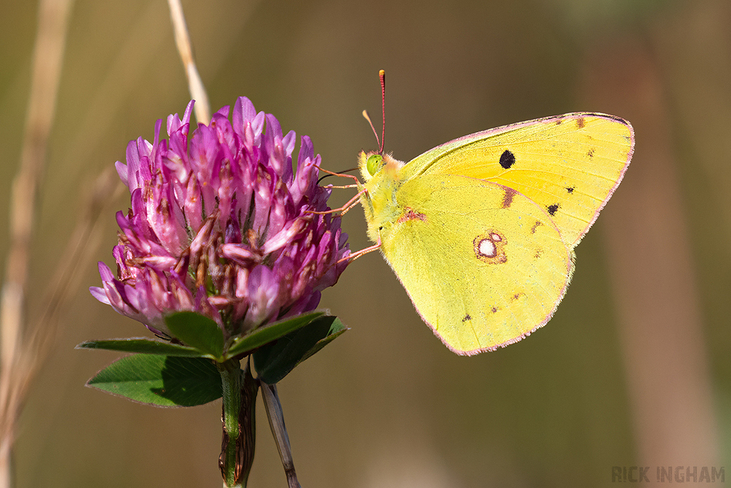 Clouded Yellow Butterfly