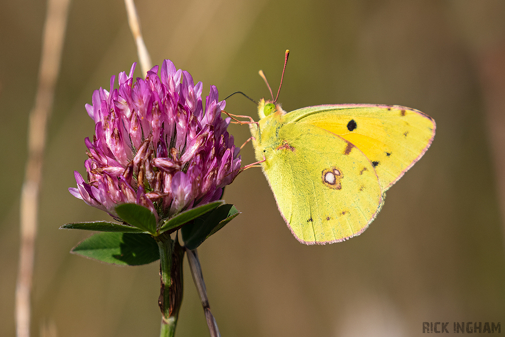 Clouded Yellow Butterfly