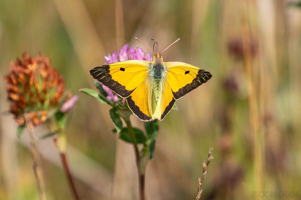 Clouded Yellow Butterfly