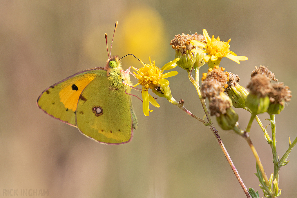 Clouded Yellow Butterfly