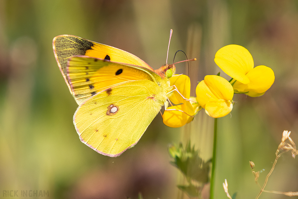 Clouded Yellow Butterfly