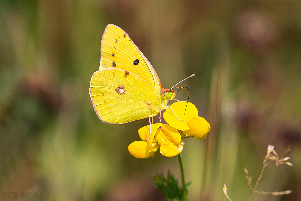 Clouded Yellow Butterfly