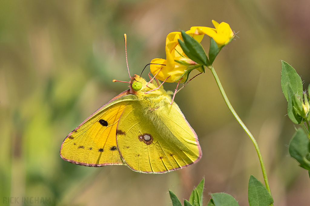 Clouded Yellow Butterfly