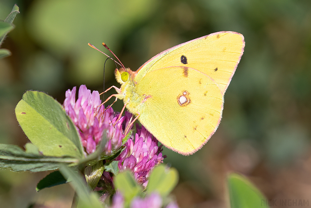 Clouded Yellow Butterfly