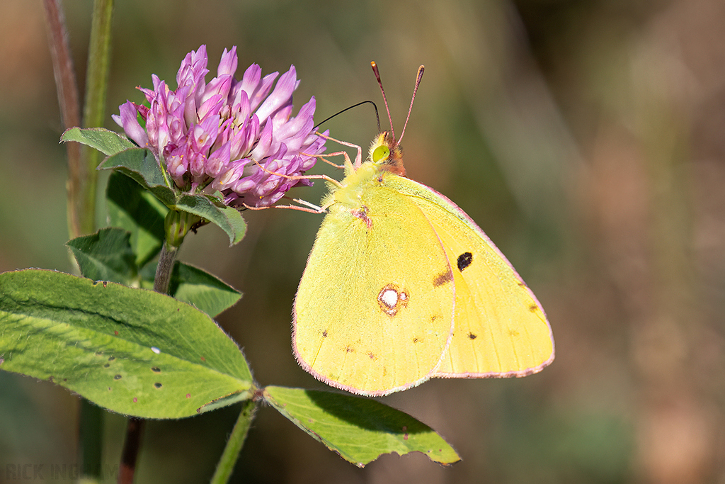 Clouded Yellow Butterfly