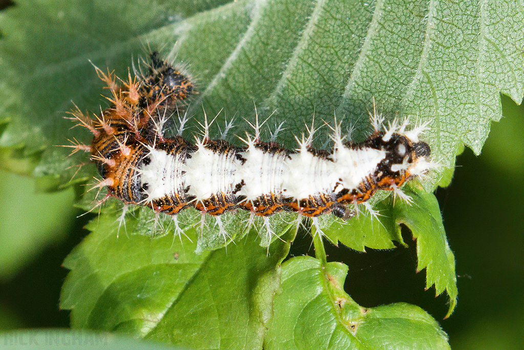 Comma Butterfly Caterpillar