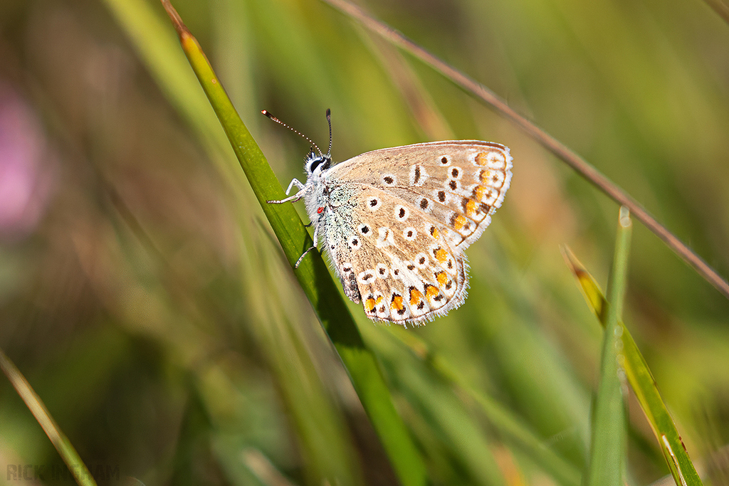 Common Blue Butterfly