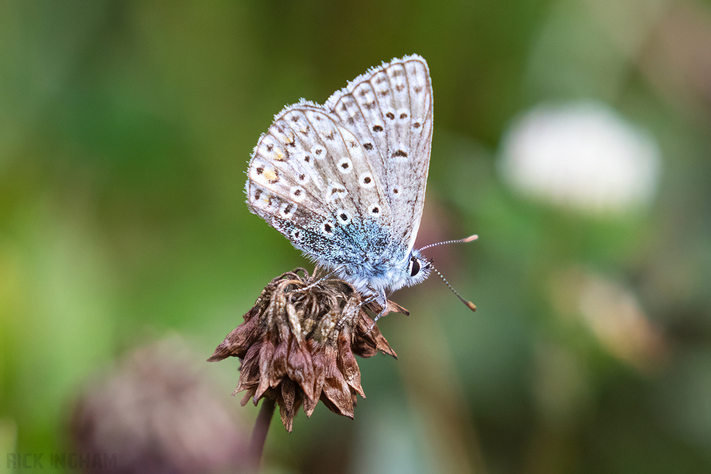 Common Blue Butterfly