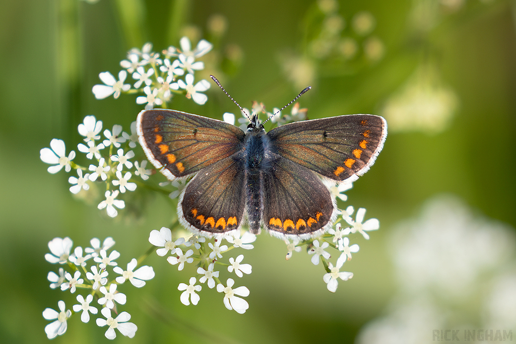 Common Blue Butterfly | Female