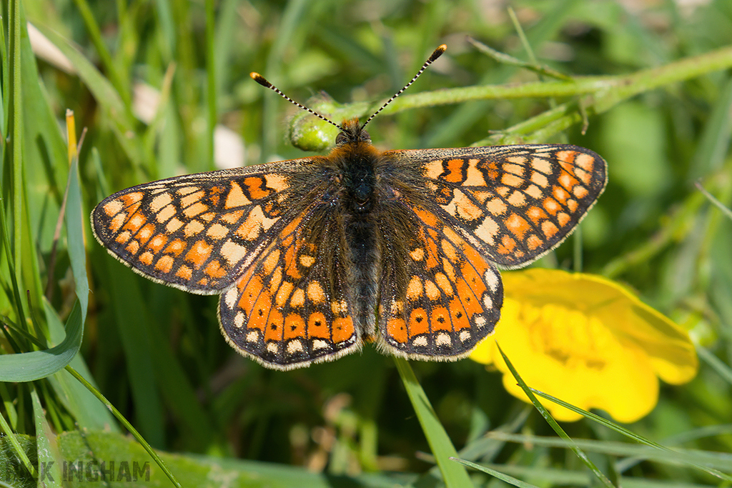 Marsh Fritillary