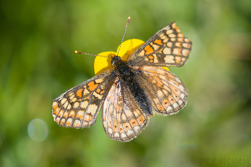 Marsh Fritillary