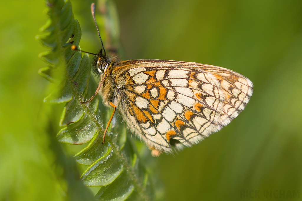 Heath Fritillary