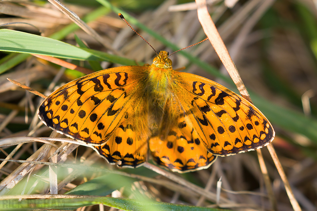 Dark Green Fritillary