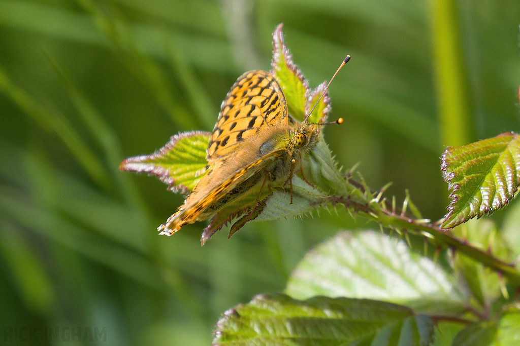 Dark Green Fritillary
