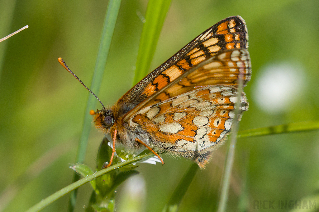 Marsh Fritillary