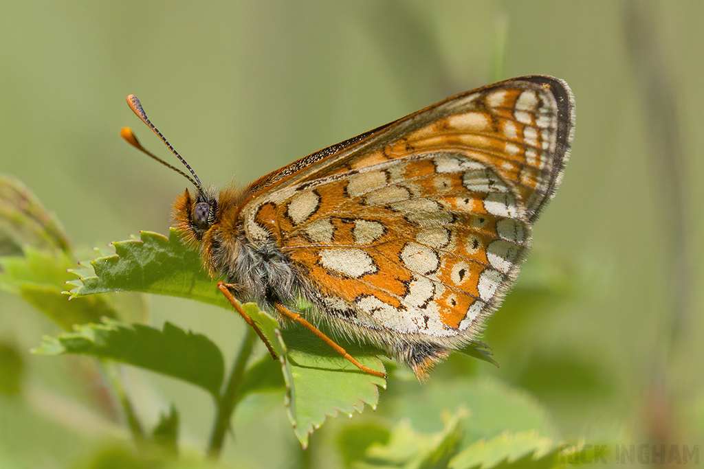 Marsh Fritillary
