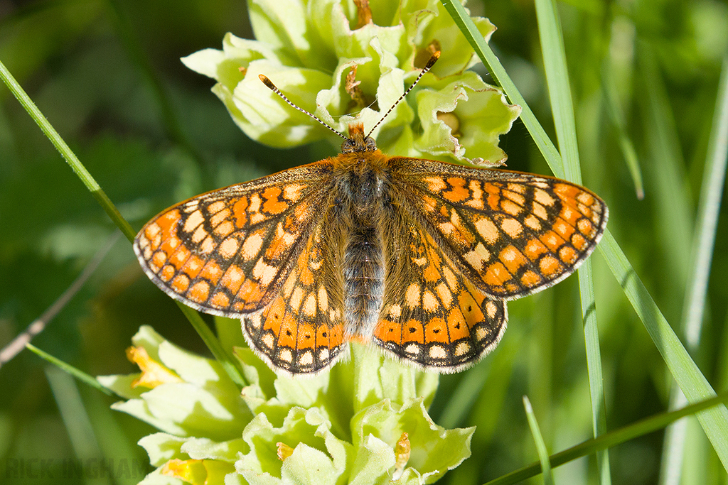 Marsh Fritillary