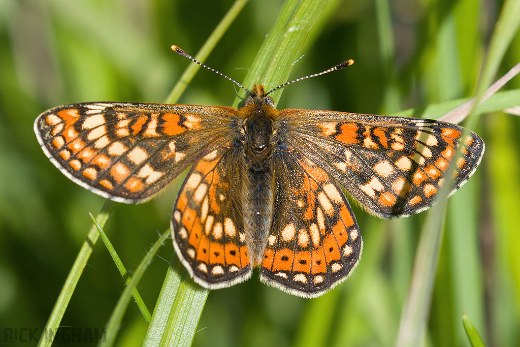Marsh Fritillary