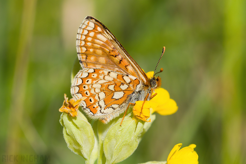 Marsh Fritillary