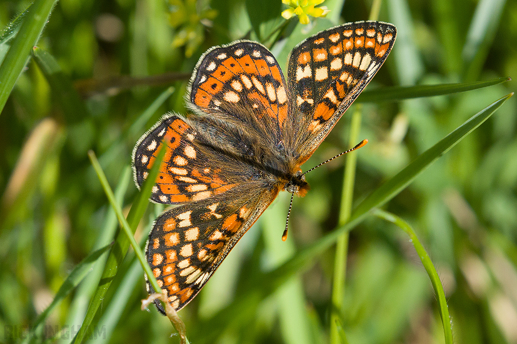 Marsh Fritillary