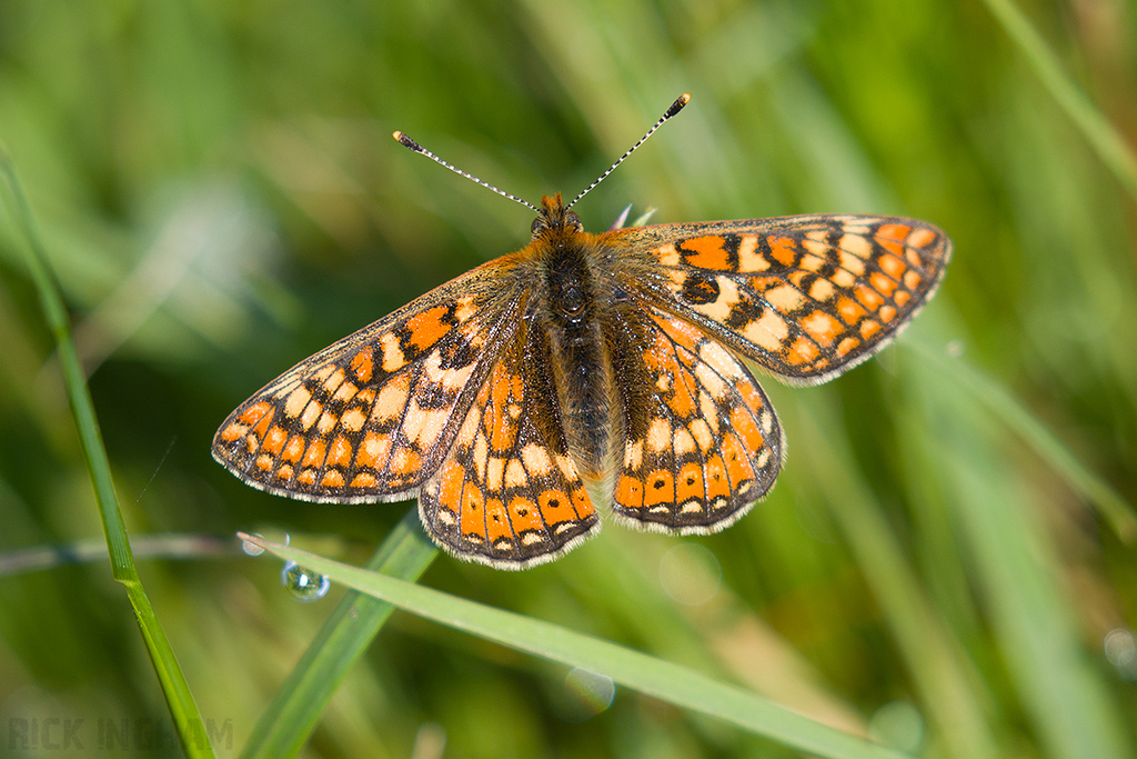 Marsh Fritillary
