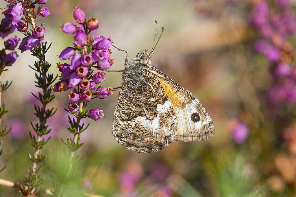 Grayling Butterfly