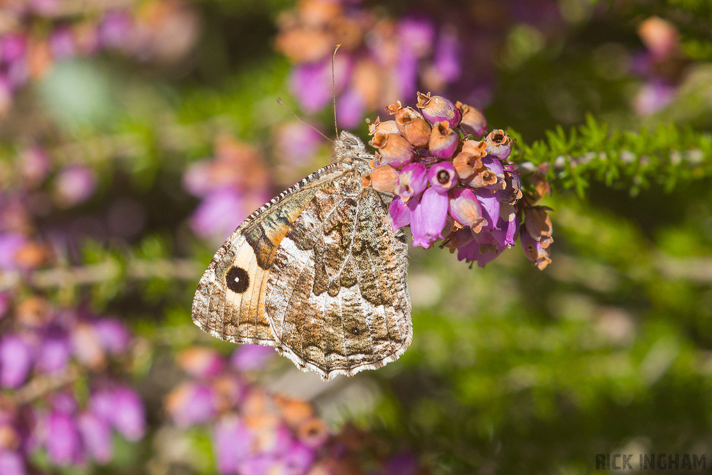Grayling Butterfly