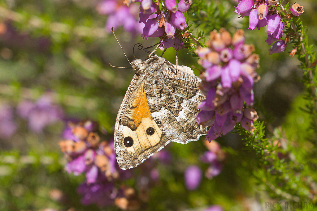 Grayling Butterfly