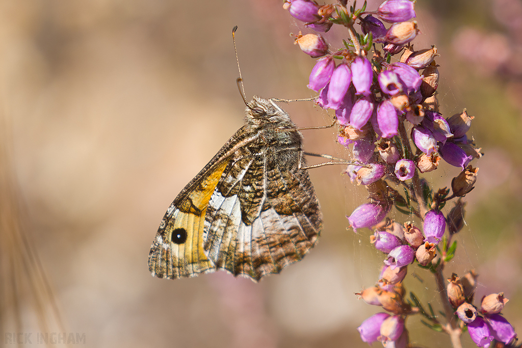 Grayling Butterfly